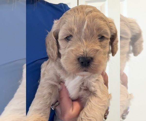 Medium Photo #17 Cock-A-Poo Puppy For Sale in KENNER, LA, USA