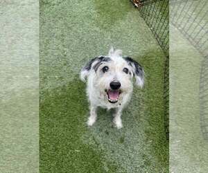 Mutt Dogs for adoption in Tempe , AZ, USA