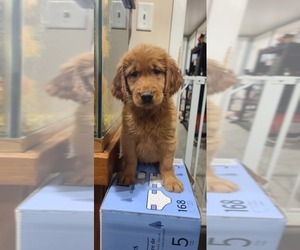 Golden Retriever Puppy for Sale in CHICAGO, Illinois USA