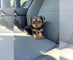 Small #2 Yorkshire Terrier