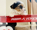 Small #2 Yorkshire Terrier