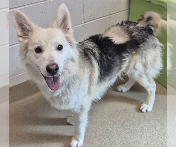 Medium Photo #2 Gerberian Shepsky Puppy For Sale in Decatur, IL, USA