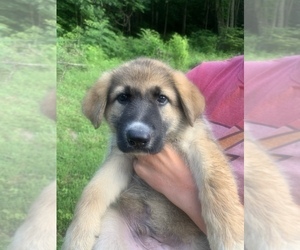 German Shepherd Dog Puppy for sale in BLAIRSVILLE, GA, USA