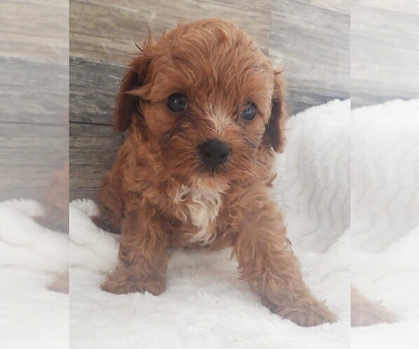 Medium Photo #8 Cavapoo Puppy For Sale in CARLISLE, KY, USA