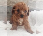 Small #2 Cavapoo