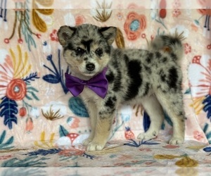 Pomsky-Shiba Inu Mix Puppy for sale in LANCASTER, PA, USA