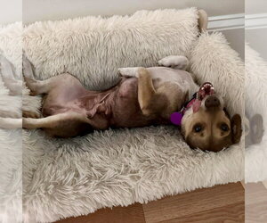 Maple - Female Chihuahua-Unknown Mix Dog for Adoption - Photo #3