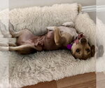 Small Photo #3 Chihuahua-Unknown Mix Puppy For Sale in Spring Lake, NC, USA