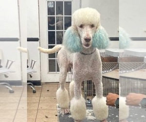 Father of the Goldendoodle puppies born on 08/05/2023