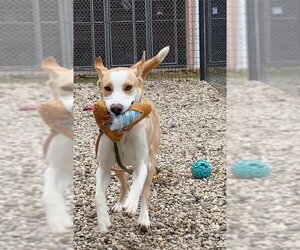 Huskies -Labrador Retriever Mix Dogs for adoption in Chester, NJ, USA