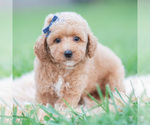 Puppy Wolf F1B Maltipoo (Miniature)