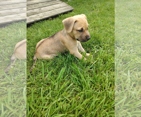 Medium Photo #2 Labrador Retriever-Unknown Mix Puppy For Sale in The Woodlands, TX, USA
