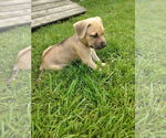 Small #1 Labrador Retriever Mix