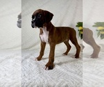 Small #2 Boxer