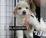 Small #10 Cocker Spaniel