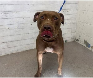 Mutt Dogs for adoption in San Bernardino, CA, USA
