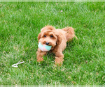 Small #6 Goldendoodle mix (+ Poodle Miniature)