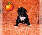 Small Photo #9 Presa Canario Puppy For Sale in PHILADELPHIA, PA, USA