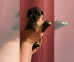 Puppy Yellow Collar Corkie