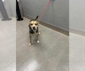 German Shepherd Dog-Unknown Mix Dogs for adoption in Las Vegas, NV, USA