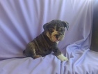 Small Photo #1 English Bulldogge Puppy For Sale in CLAY, PA, USA