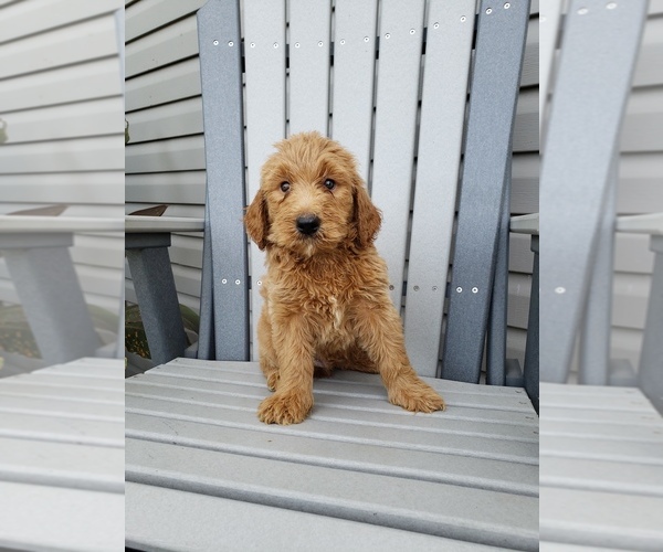 Medium Photo #4 Labradoodle Puppy For Sale in EDINA, MO, USA