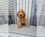 Small Photo #4 Labradoodle Puppy For Sale in EDINA, MO, USA