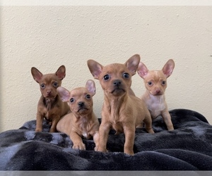 Chihuahua Puppy for sale in SAN DIEGO, CA, USA