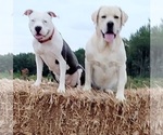 Small Photo #1 American Pit Bull Terrier-Labrador Retriever Mix Puppy For Sale in JETERSVILLE, VA, USA
