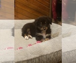 Puppy 4 Australian Shepherd