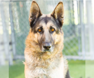 German Shepherd Dog Dogs for adoption in Ventura, CA, USA