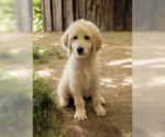 Small #1 Goldendoodle