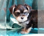 Small Photo #6 Morkie Puppy For Sale in ROCK VALLEY, IA, USA