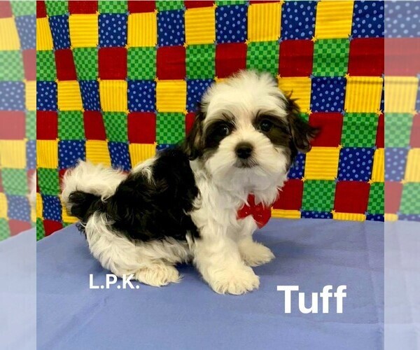 Medium Photo #1 Morkie Puppy For Sale in WINNSBORO, LA, USA