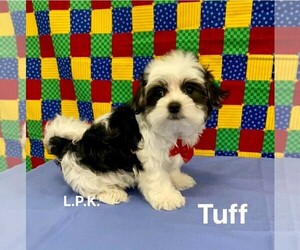 Morkie Puppy for sale in WINNSBORO, LA, USA