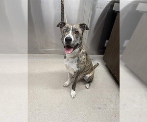 Catahoula Leopard Dog-Siberian Husky Mix Dogs for adoption in Fairbanks, AK, USA