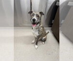 Small Catahoula Leopard Dog-Siberian Husky Mix