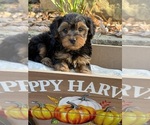 Image preview for Ad Listing. Nickname: Litter of 4