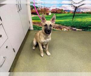 German Shepherd Dog-Unknown Mix Dogs for adoption in Moreno Valley, CA, USA