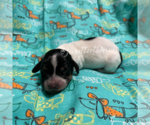 Dachshund Puppy for sale in HEATHSVILLE, VA, USA