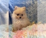 Small #9 Pomeranian