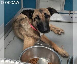 Mutt Dogs for adoption in Oklahoma City, OK, USA