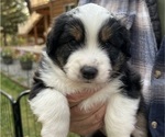 Puppy Puppy 1 Miniature Australian Shepherd