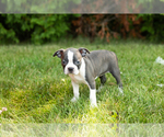 Small #33 Boston Terrier