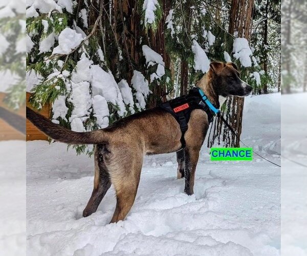 Medium Photo #5 American Pit Bull Terrier-Huskies  Mix Puppy For Sale in Woodland Hills, CA, USA
