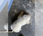 Small #16 Labrador Retriever