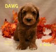 Small Photo #8 Australian Labradoodle Puppy For Sale in ANDOVER, MN, USA