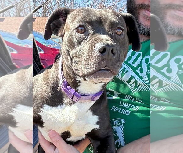 Medium Photo #4 Boston Terrier-Unknown Mix Puppy For Sale in Rustburg, VA, USA