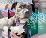 Small #3 Boston Terrier Mix
