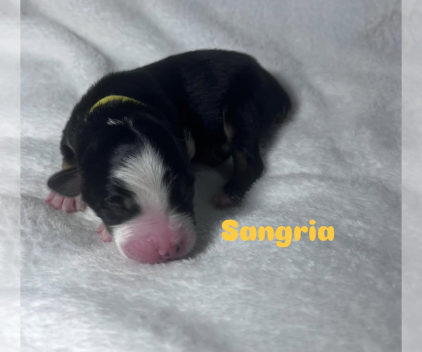 Medium Photo #8 Australian Shepherd Puppy For Sale in OLD LYME, CT, USA